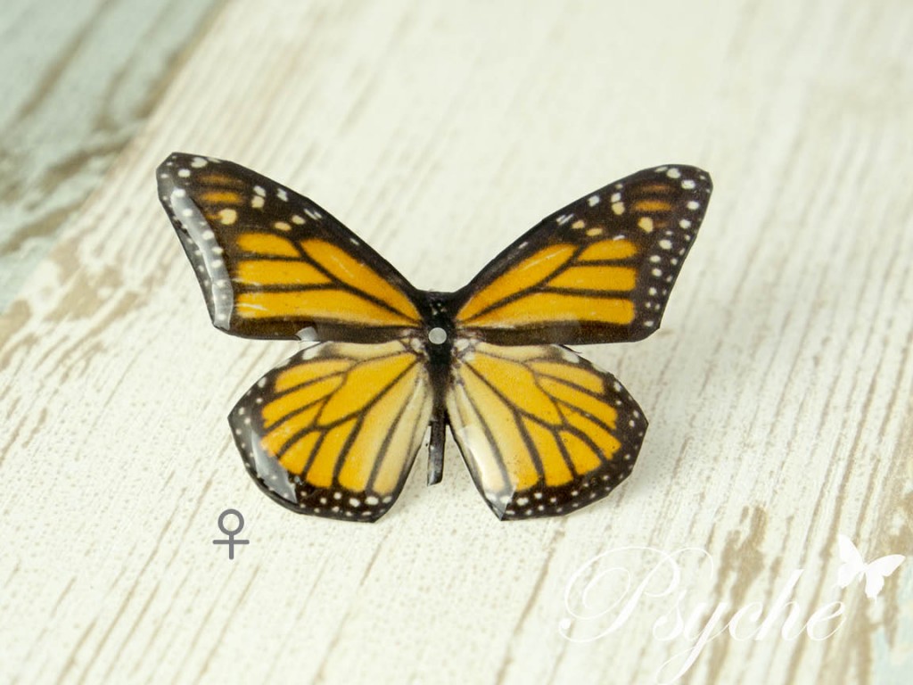 オオカバマダラ♀ 蝶の標本ピアス（片耳）