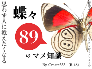 蝶々89のマメ知識　イメージ画像