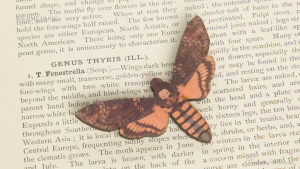 WB-BME18-01C メンガタスズメ Acherontia Atropes—Deaths' Head Hawk-moth