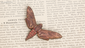 WB-BME18-02C	スズメガ Sphinx Convolvuli—Convolvulus Hawk-moth