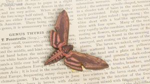 WB-BME18-03B	スズメガ Sphinx Ligustri—Privet Hawk-moth